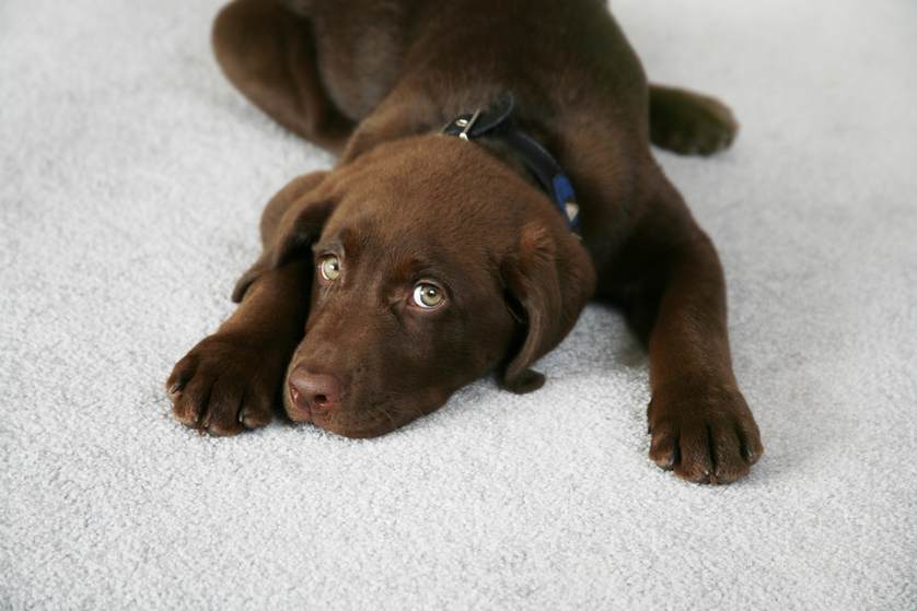 puppy-fabric-protection
