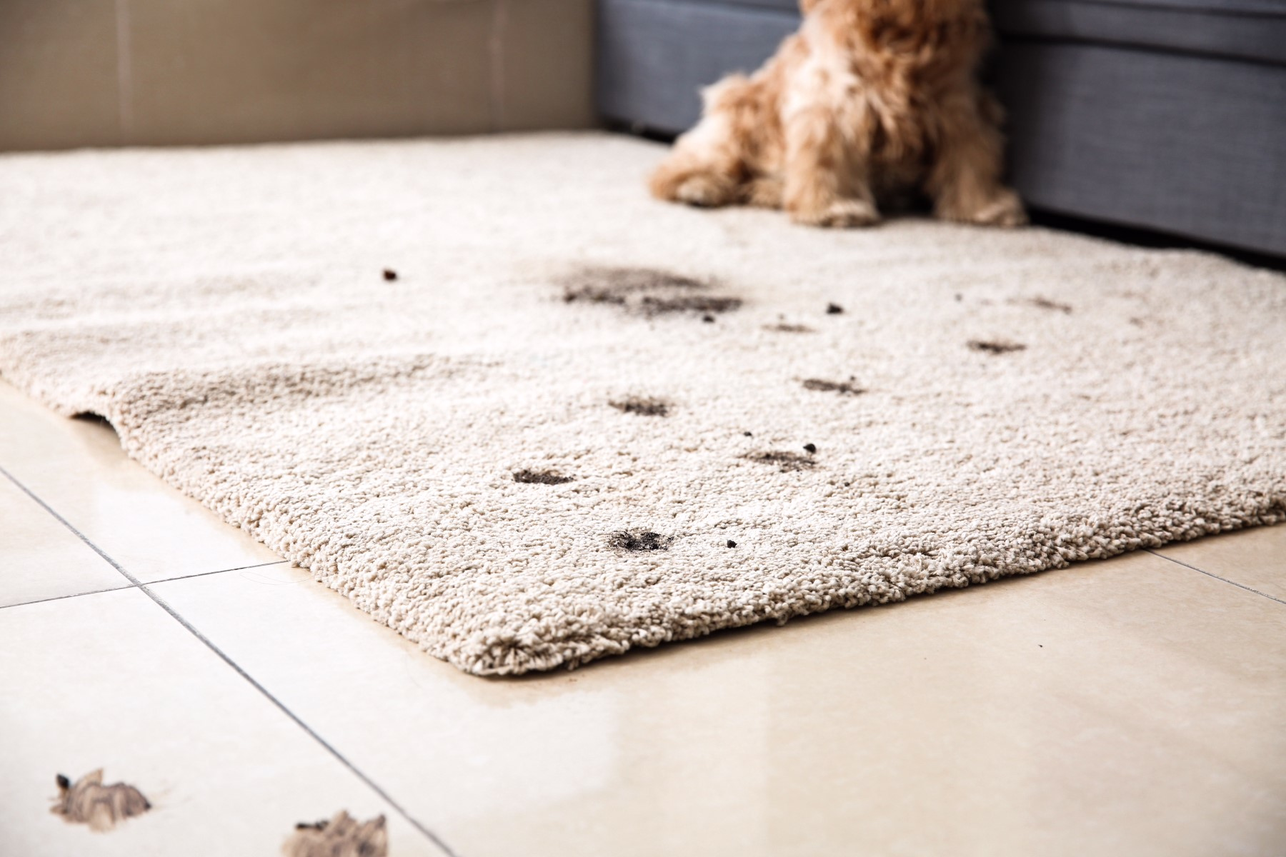 Dirty dog trails on carpet
