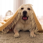 The Best Way To Eliminate Pet Stains