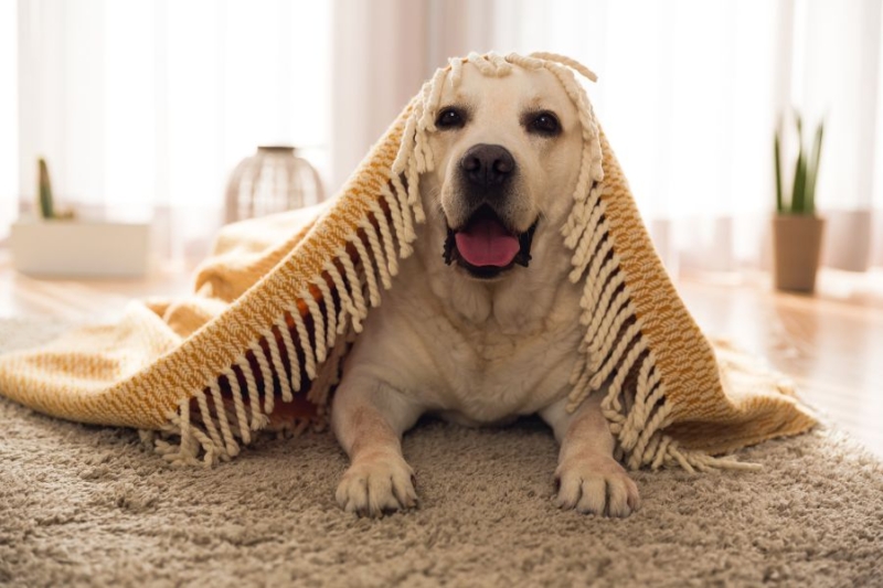 Evergreen Carpet Cleaning Reno Nevada