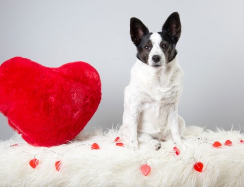 5 Reasons to Book a Valentine’s Day Carpet Makeover
