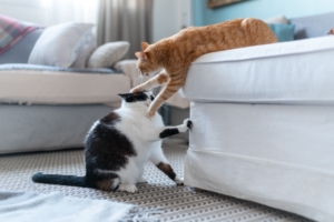 two domestic cats play together in the living room