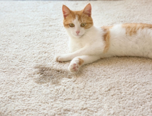 Why Spring Is the Best Time To Schedule Professional Carpet Cleaning