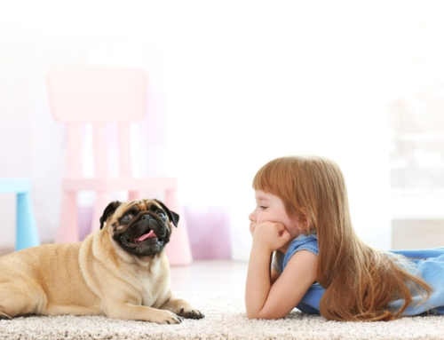 How Carpet Cleaning Can Boost Your Home’s Resale Value