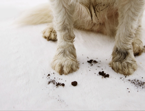 How to Protect Your Carpets from Fall Leaves, Mud, & Pet Messes