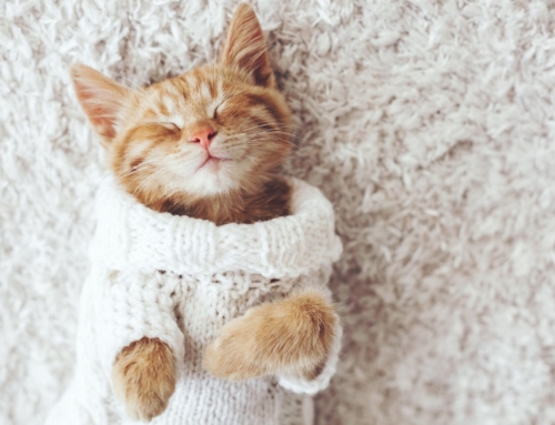 Get Holiday-Ready: How Professional Carpet Cleaning Transforms Your Home Before Guests Arrive