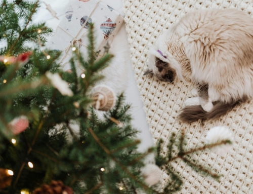 How to Get Rid of Pet Odors Before the Holidays
