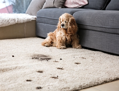 How Carpet Cleaning Helps Reduce Spring Allergies in Your Reno, NV Home