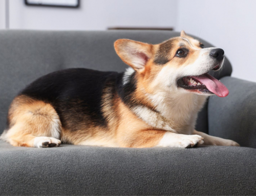 How to Remove Pet Hair from Upholstery & When to Call a Pro