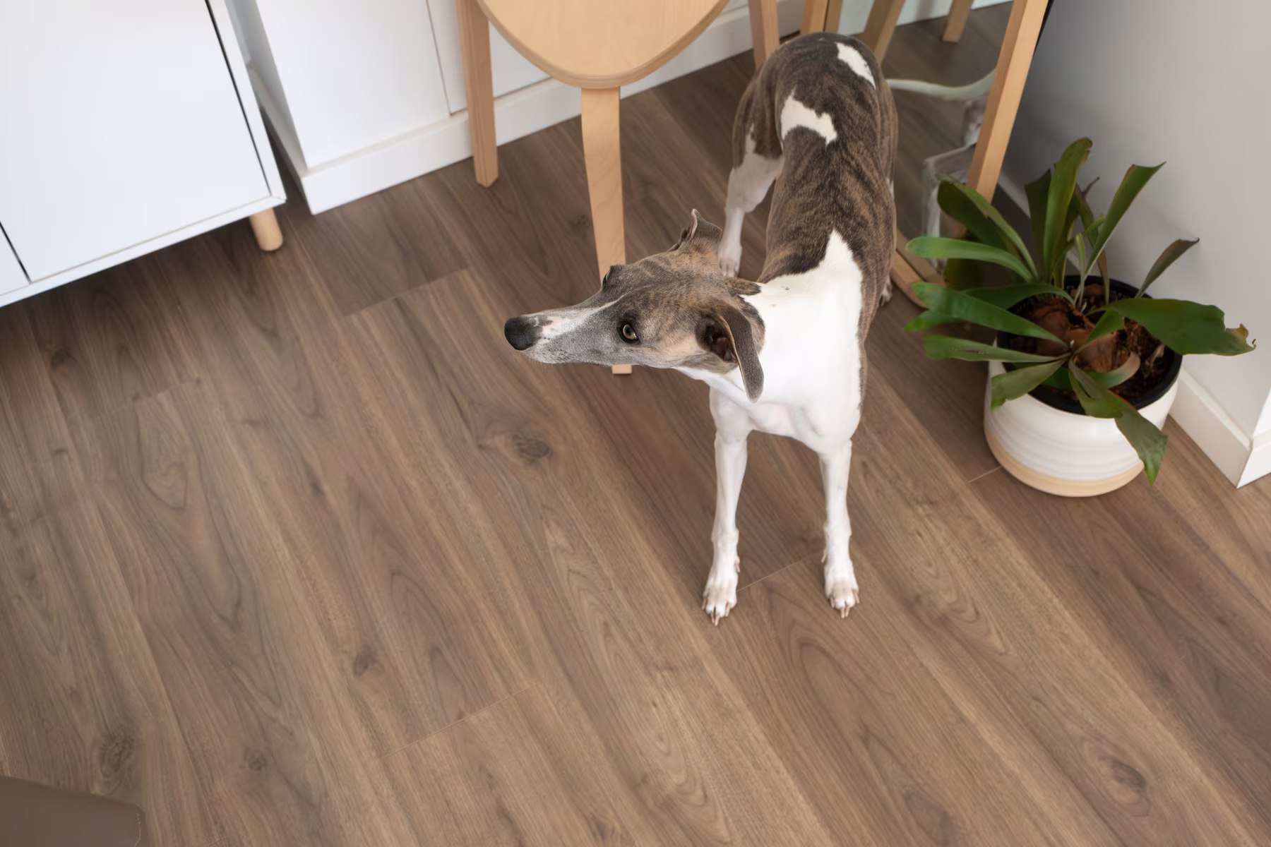 Dog standing on a clean lvp floor inside a well maintained home.
