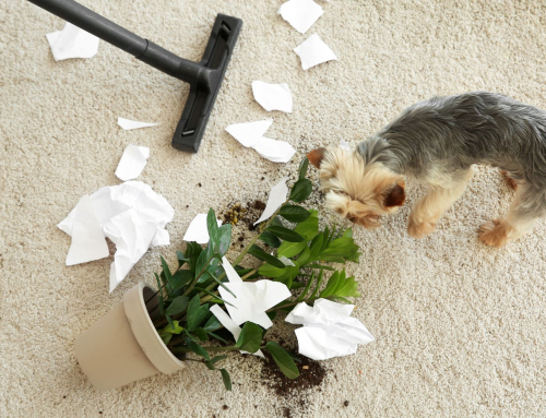 How Reno’s Dust, Pets, & Summer Foot Traffic Affect Your Carpets