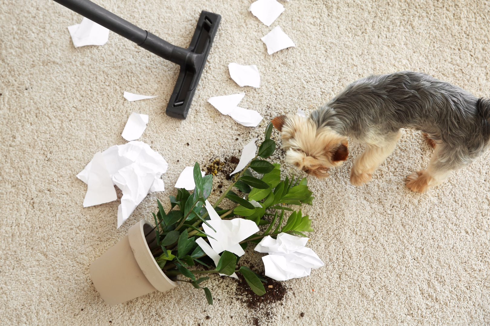 How Reno’s Dust, Pets, & Summer Foot Traffic Affect Your Carpets