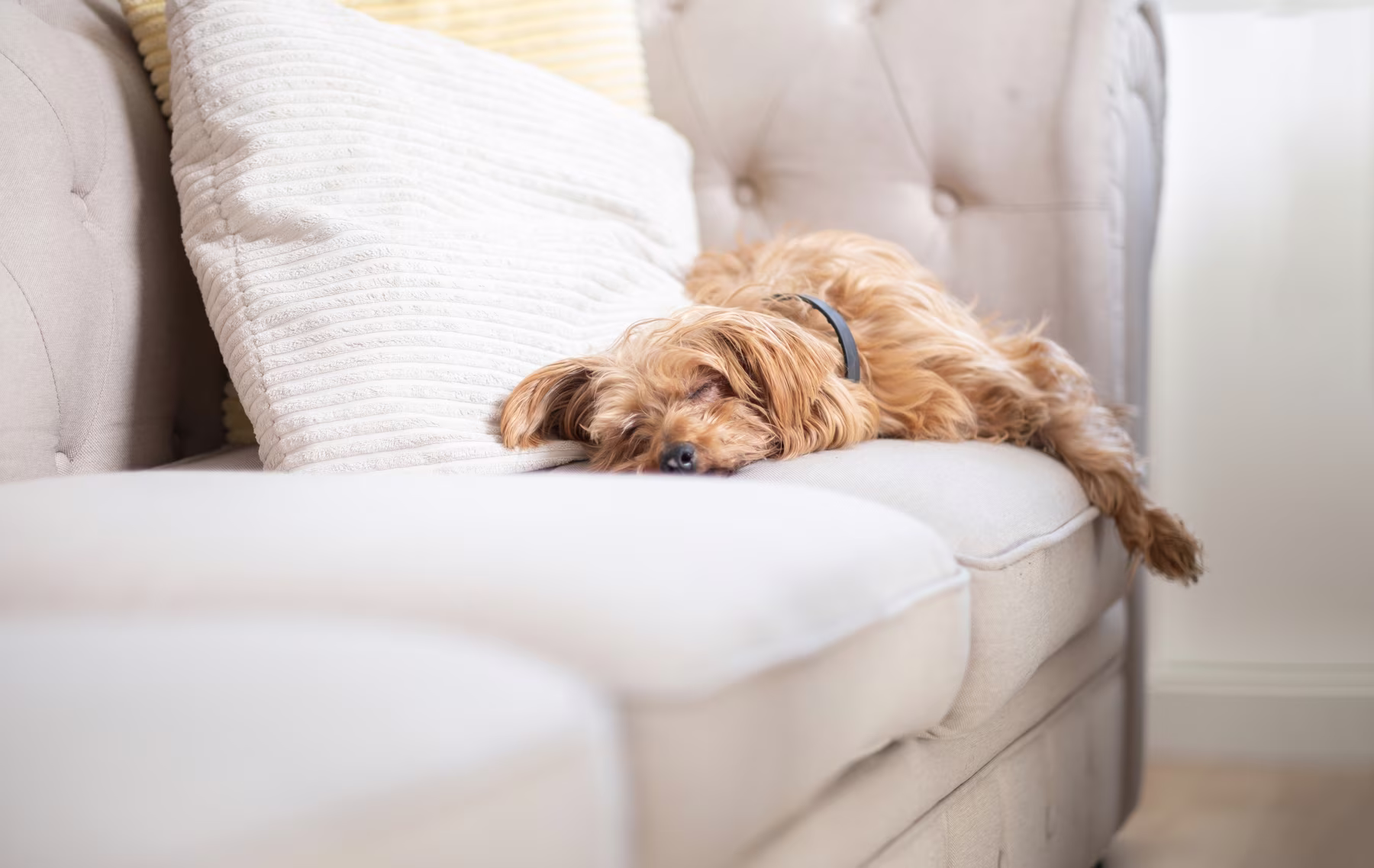 Small dog resting on a light-colored upholstered sofa in a residential living room.