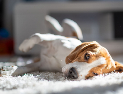 Fall Allergy Season in Reno: How Professional Carpet & Upholstery Cleaning Can Help You Breathe Easier