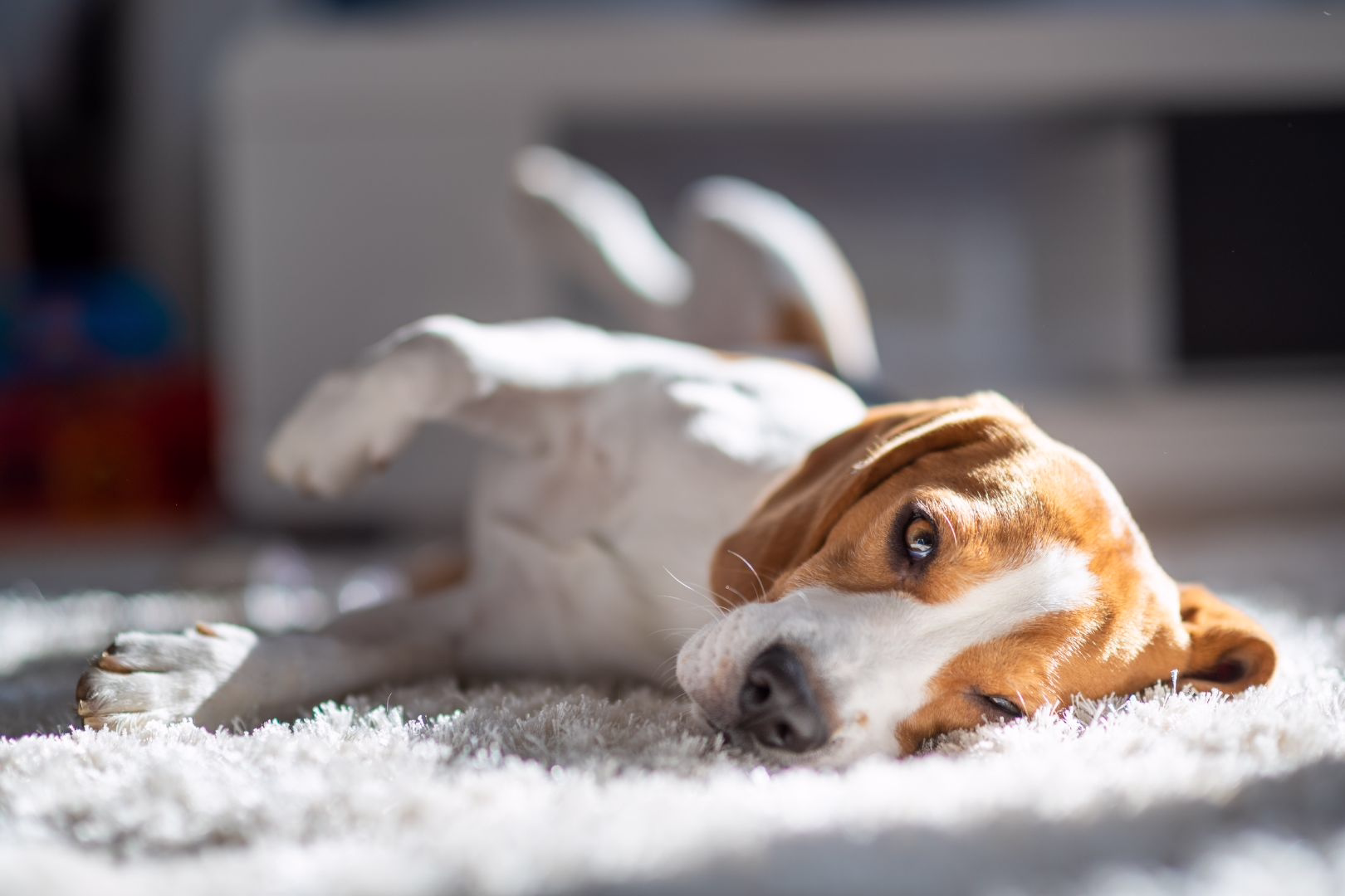 Fall Allergy Season in Reno: How Professional Carpet & Upholstery Cleaning Can Help You Breathe Easier