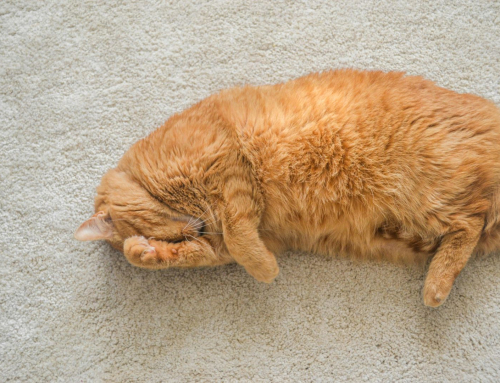 Does Professional Carpet Cleaning Remove Pet Odor? What Actually Works in Reno Homes